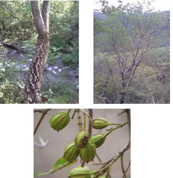 Figura 5. Hintonia latiflora: (A) Tronco cubierto por corcho, (B) ramificación dicotómica, (C) 