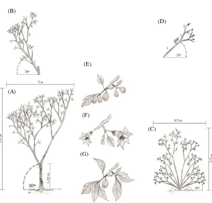 Figura 8. Arquitectura de Hintonia latiflora, Modelo Leeuwenberg: A) Morfotipo arbóreo, indica 