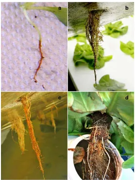 Figura 2. Síntomas de pudrición de raíz en lechugas hidropónicas tipo Boston de 15(a), 25(b), 35(c) y 45(d) días después de la siembra