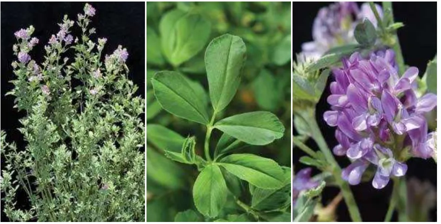 Figura 3.1. Hojas trifoliadas y flores púrpuras durante el desarrollo de alfalfa (Medicago sativa)