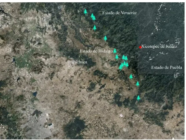 Figura 3. Distribución de la muestra de Pinus patula en los estados de Puebla, Hidalgo y Veracruz para el desarrollo de concentraciones críticas y normas DRIS