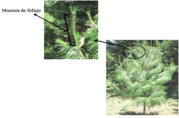 Figura 6. Ejemplo de la parte del árbol donde se colectó la muestra de follaje de Pinus patula