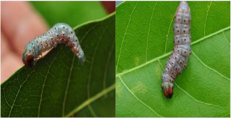 Figura 2. Larvas de Hypsipyla grandella.