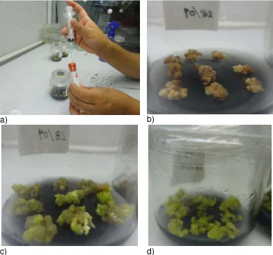 Figura 6. Masas embriogénicas durante seis semanas de cultivo. a)Toma de las  muestras