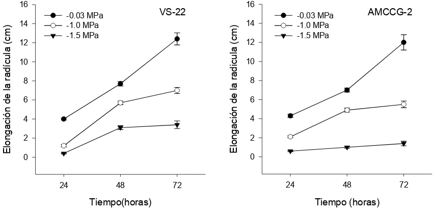 Figura 1. Elongación del ápice de la radícula de dos variedades de maíz crecidas en diferentes 