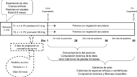 Figura 1. Protocolo para efecto de los modelos sociales (ms) en el comportamiento de terneras sin experiencia de pastoreo en sitios con alta diversidad de especies
