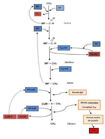 Figura 1. Ruta metabólica de la metanogénesis. MF, metanofurano; MP, 