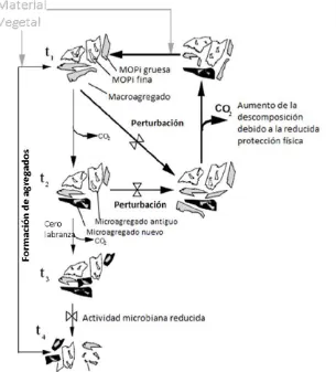 Figura 3. “Ciclo de vida” de un macroagregado, donde se demuestra la formación de  cabo por la unión de MOP unida a excreciones de microorganismos y mucus de lombrices, si esta microagregados al interior de macroagregados; así como la acumulación versusde 