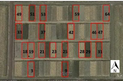 Figura 9. Vista aérea del Experimento a largo plazo en El Batán, Texcoco. Las parcelas  enmarcadas con color y el número representan el número y localización de las parcelas empleadas en esta investigación