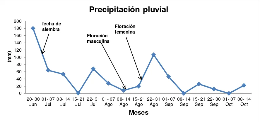 Figura 8. Distribución de precipitación pluvial y presencia de floración masculina y femenina en el sitio del experimento