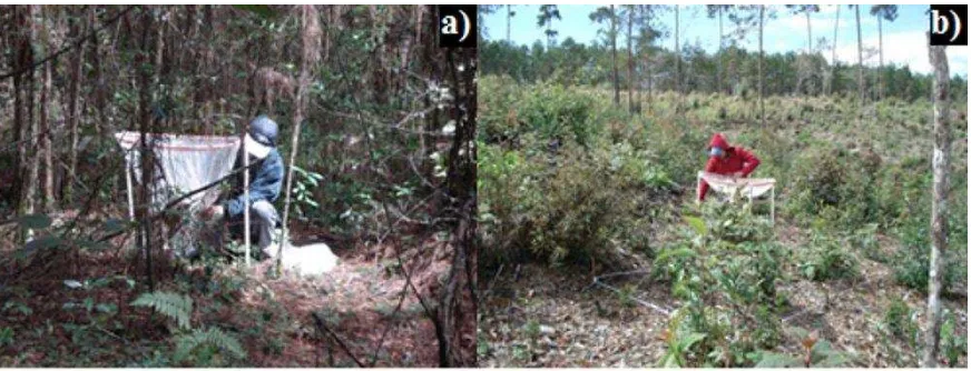 Figura 8. Rectángulos de emergencia de plántulas (2 m2) en los sitios: a) SSM y b) SCM