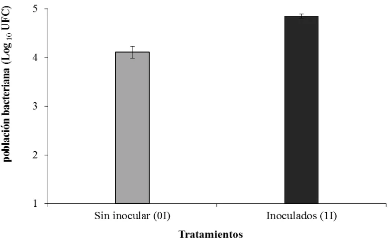 Figura 4. Población bacteriana presente en la rizosfera de maíz. Sin inocular (0I), Inoculados (1I)