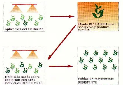 Figura 3. Ejemplificación del proceso de desarrollo de la resistencia a herbicidas en malezas (Tomado de: Cynamid)