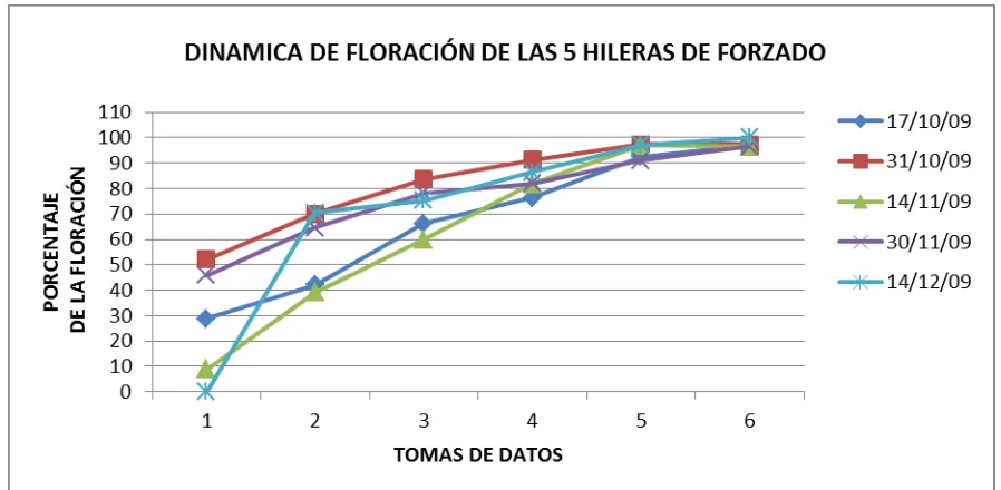 Figura 3.3 Dinámica de floración de las fechas de forzado. 