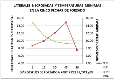 Figura 3.5. Laterales con necrosis y temperaturas mínimas en las fechas de forzado. 