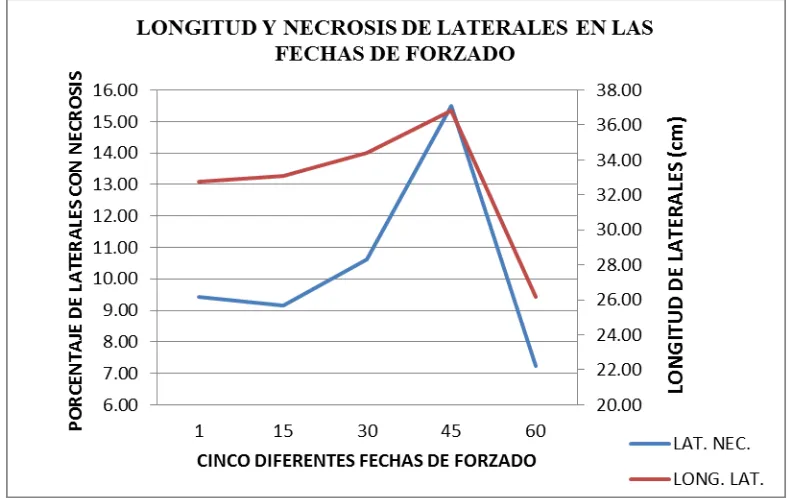 Figura 3.8. Longitud y necrosis de laterales en las fechas de forzado. 