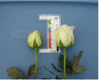Figura 5. La toma de datos se realizó al momento en que los pétalos comenzaron a separarse del centro de la flor