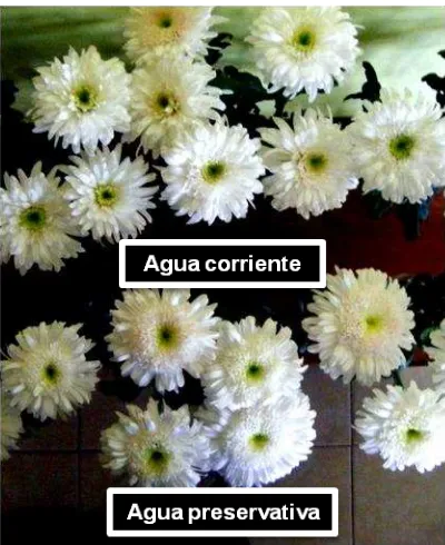 Figura 15. Fotografías de la apariencia de los tallos florales con agua corriente y con solución preservativa para el punto de corte 1