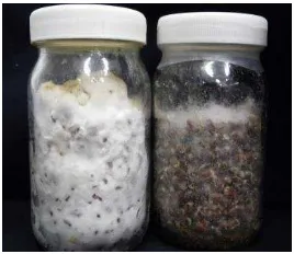 Figura 3. Inóculo o “semilla” de los hongos utilizados colonizando el trigo estéril en frascos de 100 g