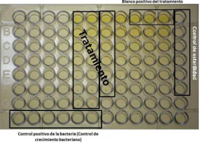 Figura 9. Representación de los pozos de la microplaca de donde fueron tomadas las muestras para evaluar el efecto bactericida de los extractos (tratamiento) del hongo Hericium erinaceus
