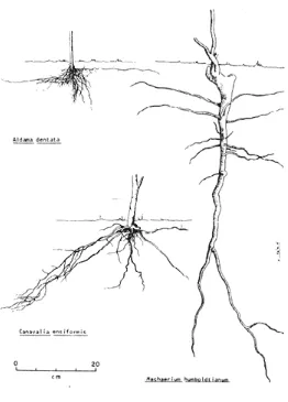 Figura 1. Sistemas radicales de C. ensiformis 