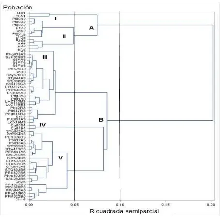 Figura 1.2. Clasificación de la variación morfológica de poblaciones nativas de maíz y testigos raciales y comerciales en el altiplano de Puebla, México