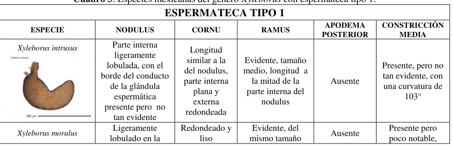 Cuadro 3. Especies mexicanas del género Xyleborus con espermateca tipo 1.