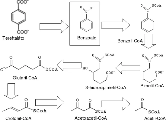 Figura 2. Degradación anaerobia del ácido tereftálico  