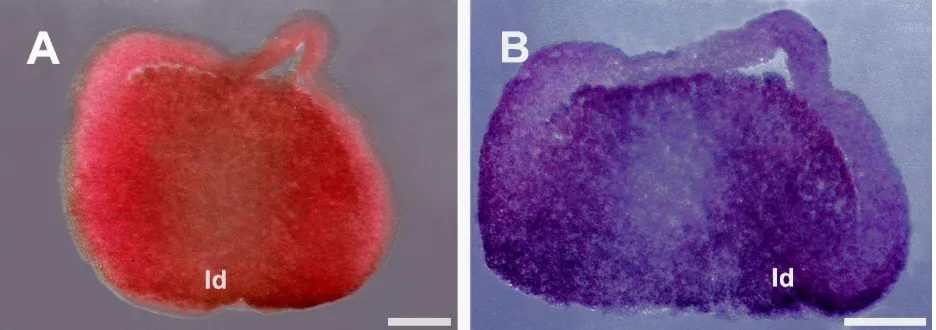 Figura 3. Expresión interna de la proteína vegt en el estadio de gástrula temprana 