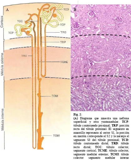 Fig. 2:  (A)túbulo contorneado distal; recto segmento cortical; recta del túbulo proximal
