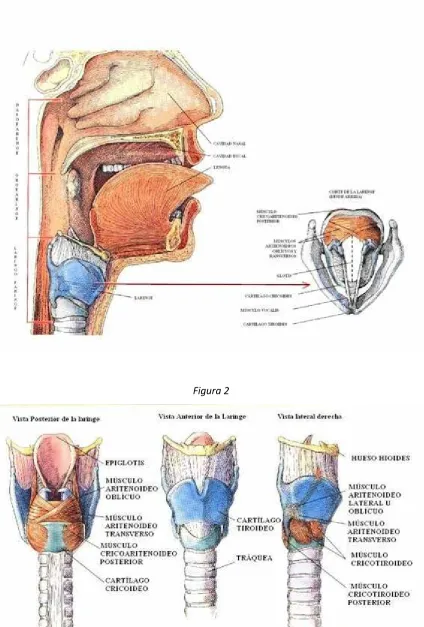 Figura 2 