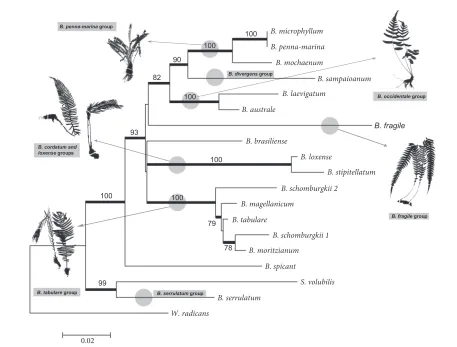 Figure 2. Maximum likelihood consensus phylogram of American groups of Blechnum, based on 2 cpDNA regions (trnG-trnR + trnL-trnF)