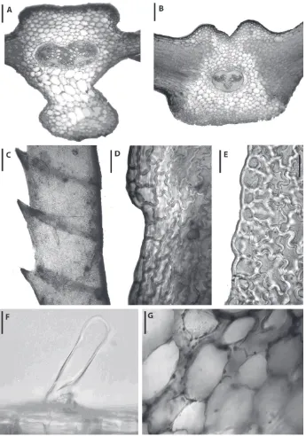 Fig. 1. Anatomía de las pinnas en especies arborescentes de brasilienseFig. 1. F: glándula de mucílago en el raquis de Blechnum