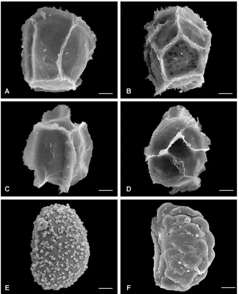Figure 7. Perispores in Blechnum species. A–D. Cristate-reticulate perispores with muri or cristae delimiting polygonal smooth areolae:A
