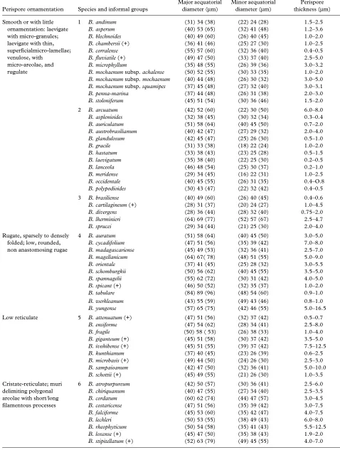 Table I. Characters of spores in species of Blechnum.