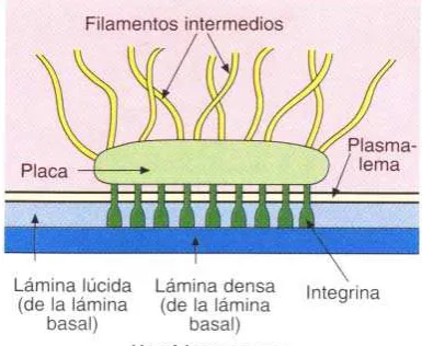 Figura 4. 