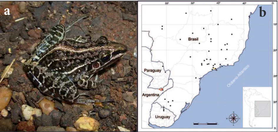Figura 1. Ituzaingó, Corrientes, Argentina. a. Vista dorsolateral de una hembra viva de Leptodactylus furnarius (LGE 3493) procedente de la estancia “El Bendito”, b