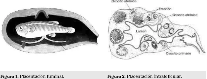 Figura 1. Placentación luminal.