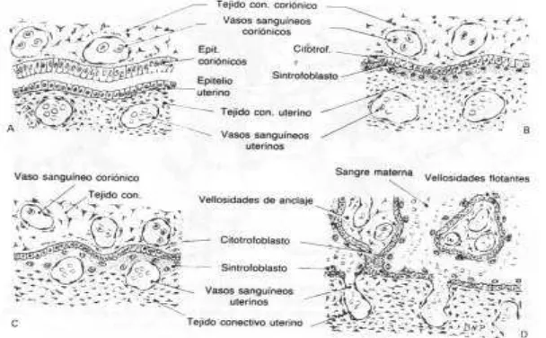 Figura 10. Placenta discoidea de rata (Gentileza de María del Carmen Díaz UNCPBA)