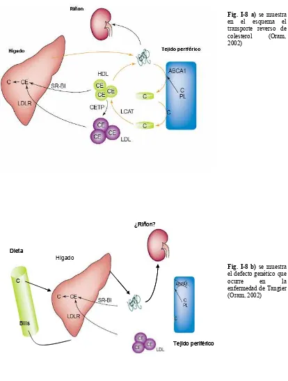 Fig. I-8 a) se muestra  en el esquema el transporte reverso de colesterol (Oram, 2002)  