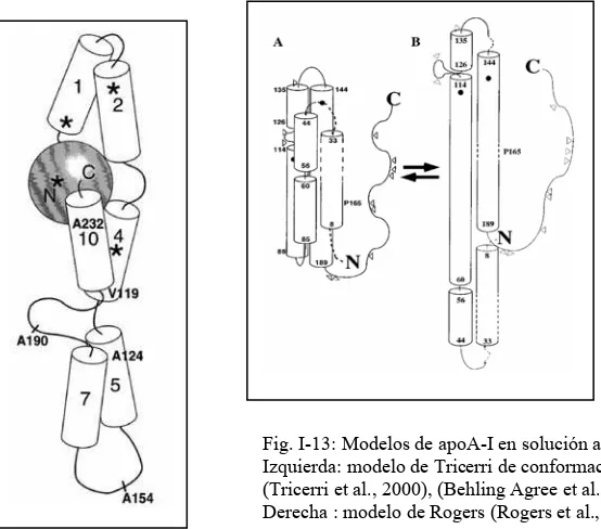 Fig. I-13: Modelos de apoA-I en solución acuosaIzquierda: modelo de Tricerri de conformación en solución acuosa (Tricerri et al., 2000), (Behling Agree et al., 2002)   Derecha : modelo de Rogers (Rogers et al., 1998) 