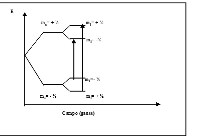 Fig.III-7: esquema en como se dividen los niveles Zeeman por interacción del electrón desapareado con el momento 