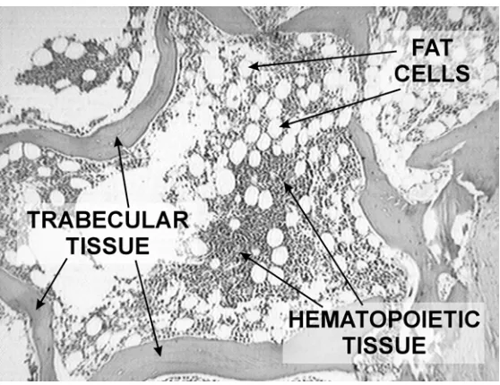 Figure 1: Typical image of a bone marrow biopsy. 