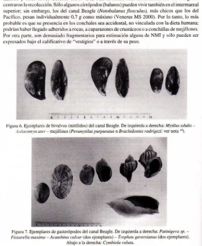 Figura 6. Ejemplares de bivalvos (mitílidos) del canal Beagle. De izquierda a derecha: Mytilus edulis -