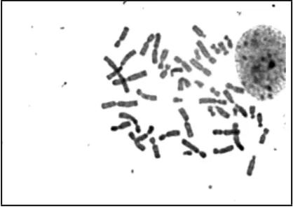 Fig. 1: Metafase con cromosomas superpuestos