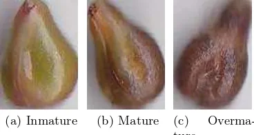 Fig. 4. Images of the classes of interest: (a) immature class, (b) mature class, and (c)overmature class.