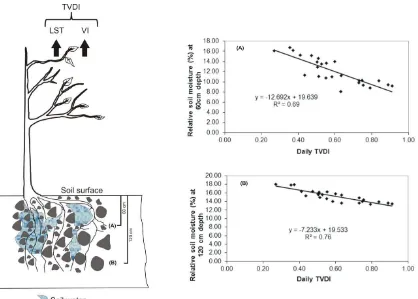 Fig. 2. Diagram of soil moisture measurements depths (left) and TVDI/root zone soil moisture relationship (right) in La Ydalina station (adapted from [10])