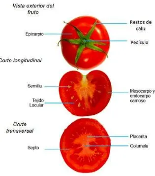 Figura 1-1: Vista externa, corte longitudinal y transversal de tomate 