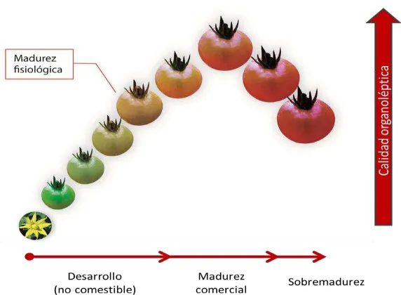 Figura 1-3: Vista exterior e interior de los estados de madurez del tomate: a) verde, b) verde maduro, c) pintón, d) rosado, e) rojo pálido y f) rojo