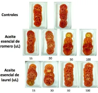 Figura 4-7: Apariencia de rodajas de tomate control y tratadas con aceites esenciales de romero y laurel (15, 30, 50, 100 uL) almacenados a 5 °C por 16 días
